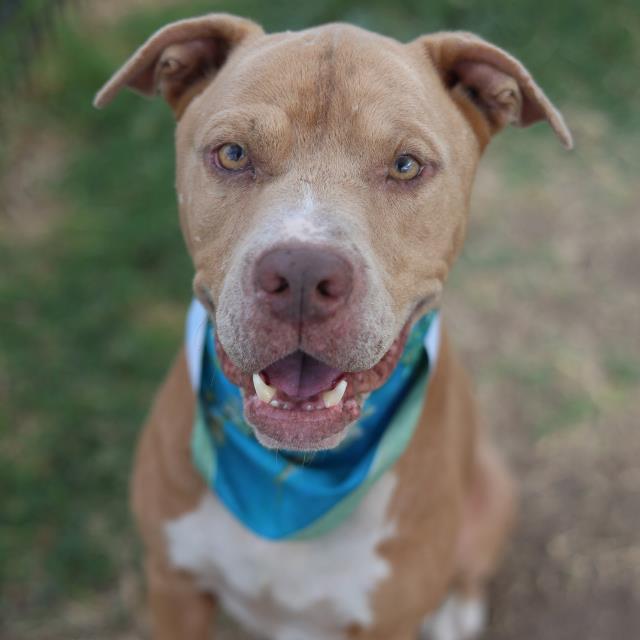 Elmo, a American Staffordshire Terrier (mix breed), available for adoption