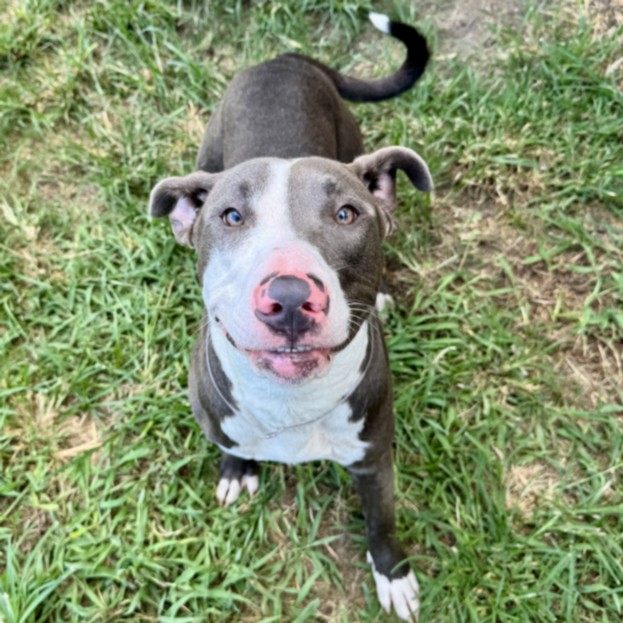 Thumper, a Staffordshire Bull Terrier (mix breed), available for adoption