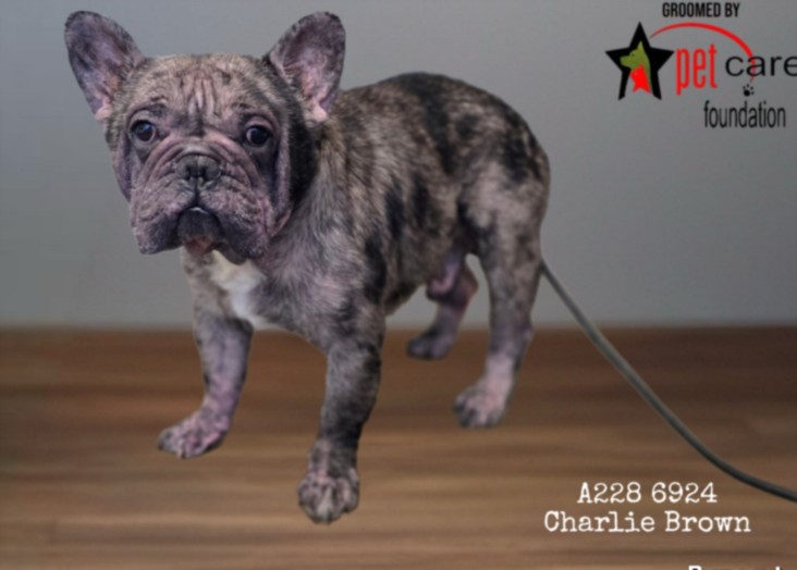 Charlie Brown, a French Bulldog, available for adoption