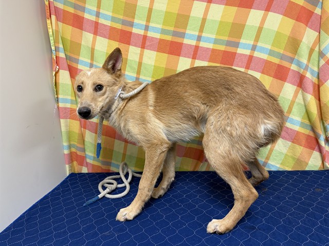 A5793461, a Australian Cattle Dog/Blue Heeler, available for adoption