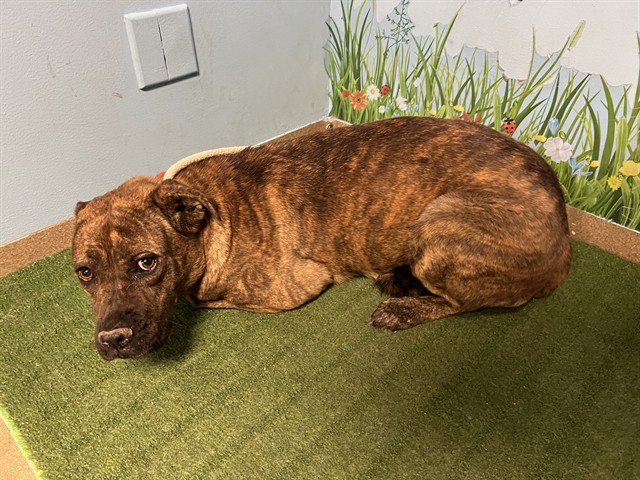 A5793301, a Mastiff, available for adoption