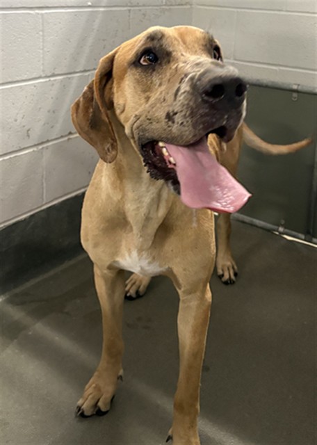 A034689, a Great Dane (mix breed), available for adoption
