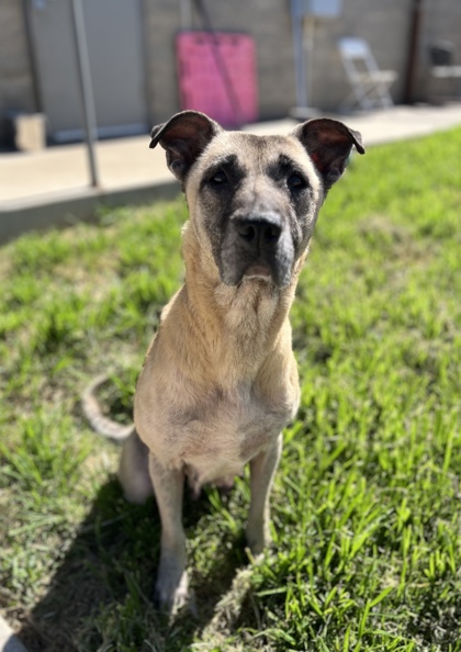 Adoptable pet photo
