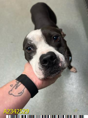 Adoptable pet photo