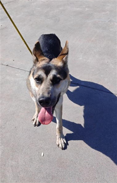 Adoptable pet photo