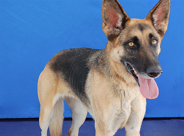 Rosie, a German Shepherd, available for adoption