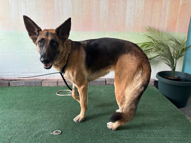 Adoptable pet photo