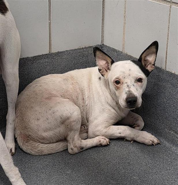 Adoptable pet photo