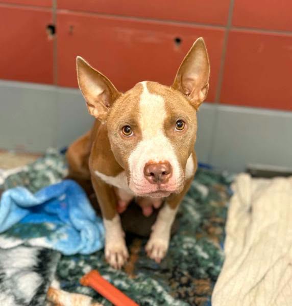 Adoptable pet photo