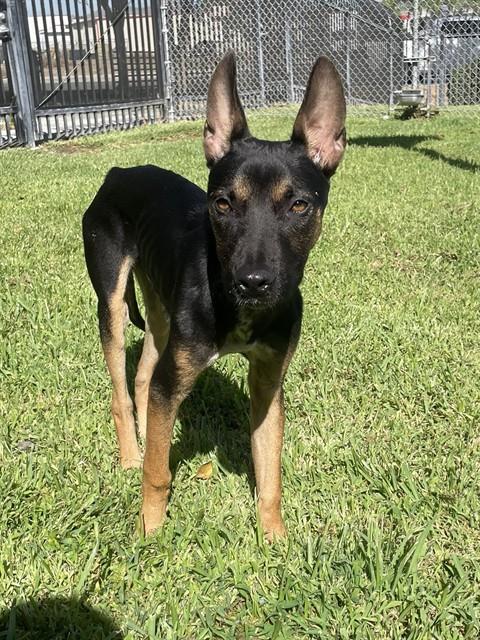Adoptable pet photo