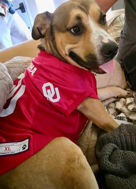 Adoptable pet photo