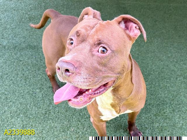 Adoptable pet photo