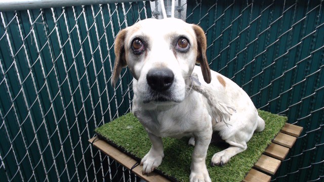 Adoptable pet photo