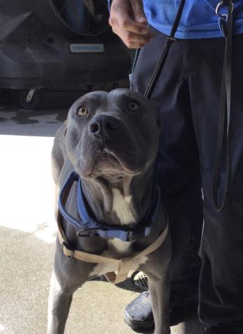 Adoptable pet photo
