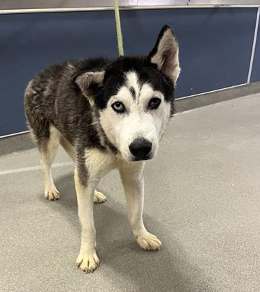 Adoptable pet photo