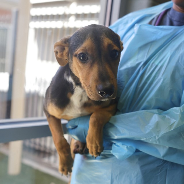 American Staffordshire Terrier (mix breed) available for adoption