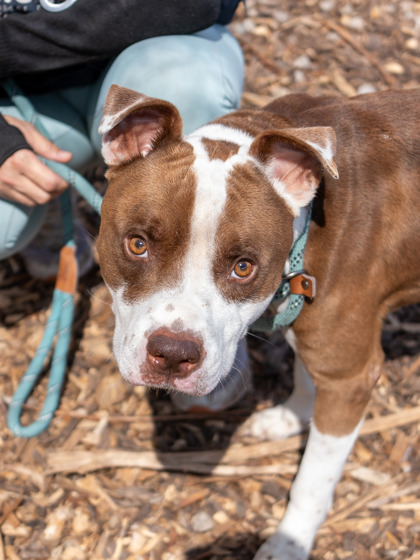 Karate, a Pit Bull Terrier (mix breed), available for adoption
