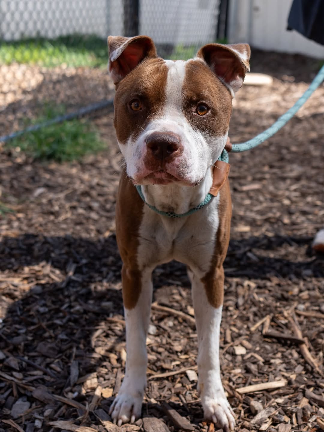 Karate, a Pit Bull Terrier (mix breed), available for adoption