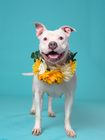 City Girl, a Pit Bull Terrier (mix breed), available for adoption