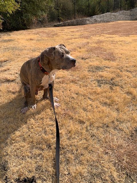Adonis, a Pit Bull Terrier, available for adoption