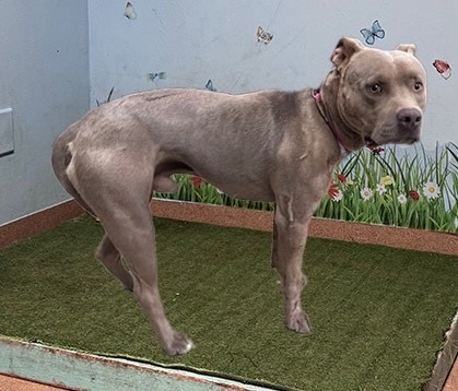 Jackson, a Pit Bull Terrier, available for adoption