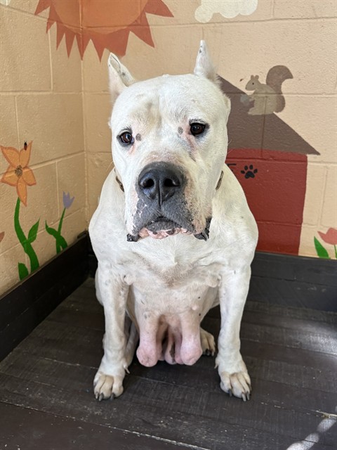 Leche, a Dogo Argentino, available for adoption