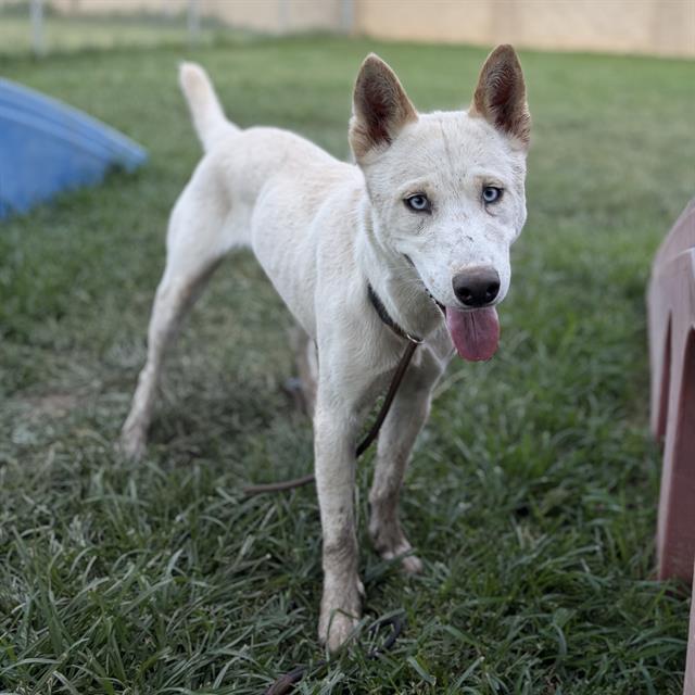 Blanca, a Siberian Husky, available for adoption