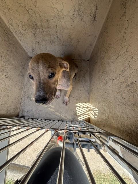 A479946, a Labrador Retriever (mix breed), available for adoption