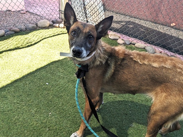 Becky, a Belgian Shepherd Malinois (mix breed), available for adoption