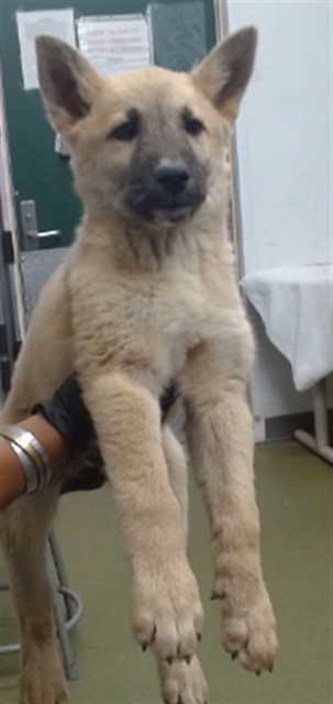 Sonic, a Shepherd (mix breed), available for adoption