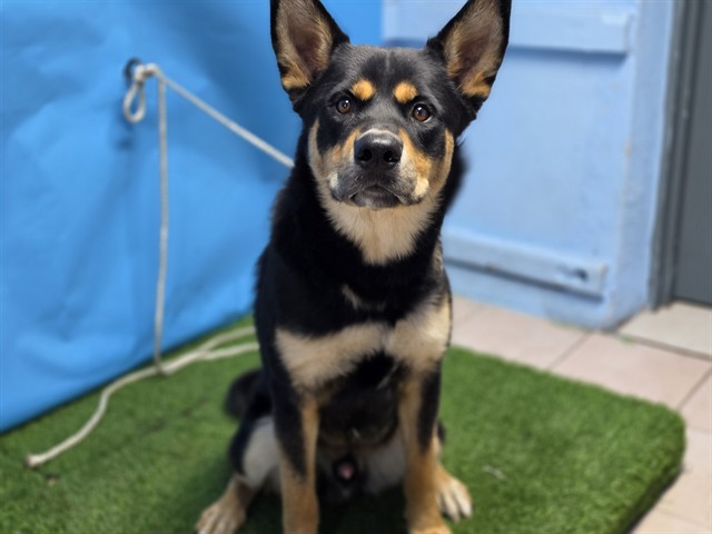 A5796947, a German Shepherd, available for adoption