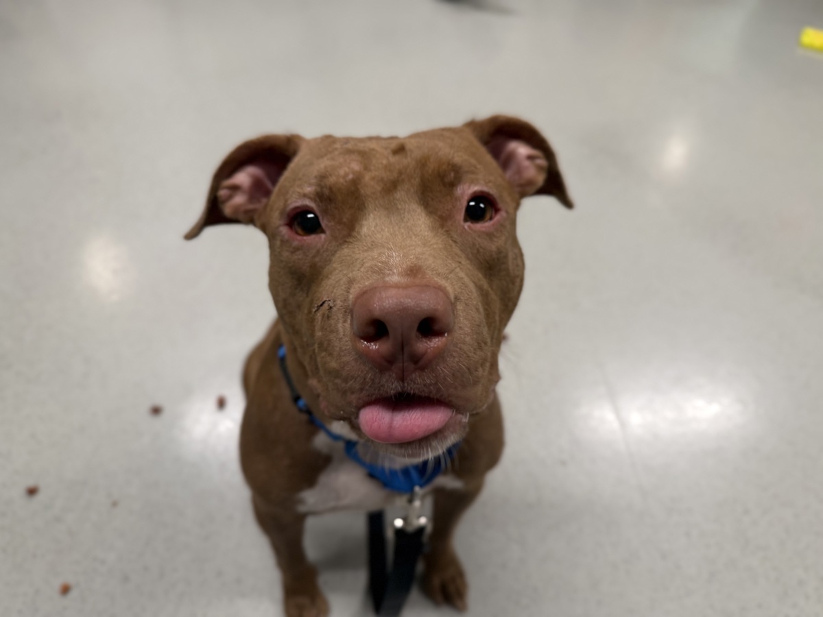 Moka, a Pit Bull Terrier, available for adoption