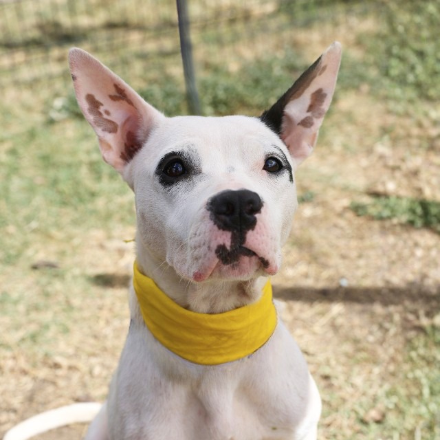 Bashful, a Terrier, available for adoption