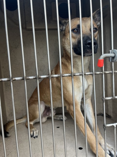 Little, a German Shepherd (mix breed), available for adoption