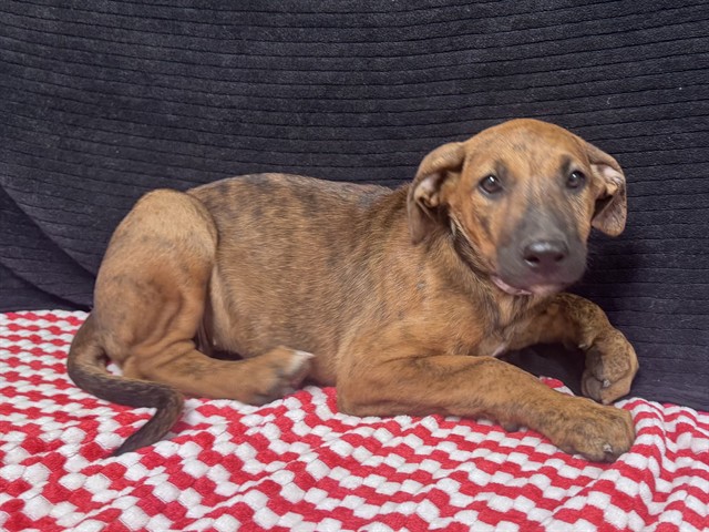 Sloane, a German Shepherd, available for adoption