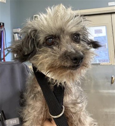 Ethel, a Poodle (mix breed), available for adoption