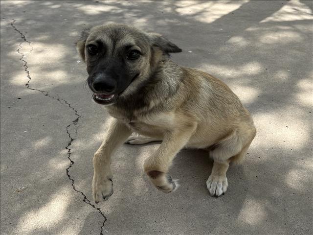 A035024, a German Shepherd, available for adoption
