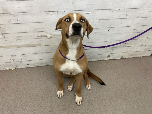 Lupe, a Pit Bull Terrier (mix breed), available for adoption