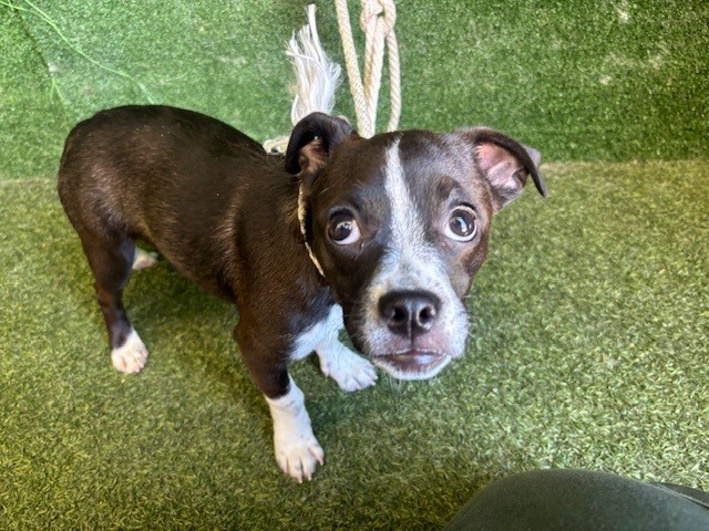 Oreo, a Pug, available for adoption