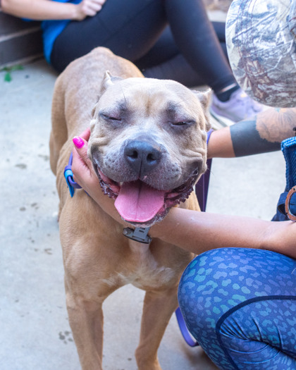 Rilophy, a Pit Bull Terrier (mix breed), available for adoption