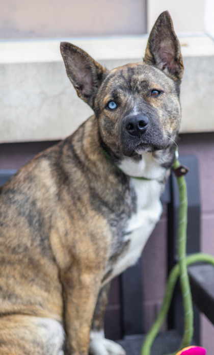 Sutton, a Dutch Shepherd (mix breed), available for adoption