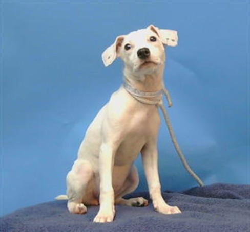 A5799522, a Dalmatian, available for adoption