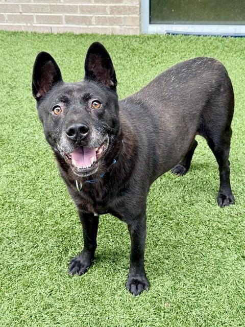 Hunter, a Akita, available for adoption