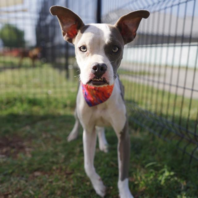 Lola, a American Staffordshire Terrier (mix breed), available for adoption
