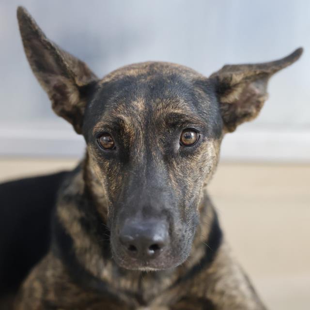 Tati Wrangler, a Dutch Shepherd (mix breed), available for adoption