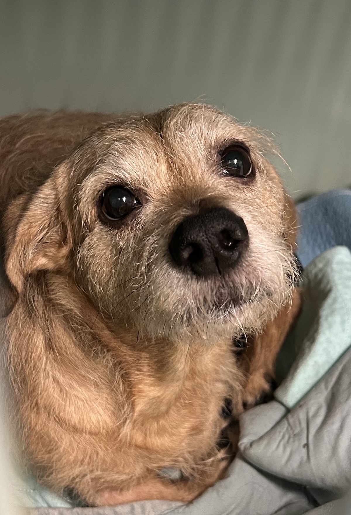 Noodles, a Border Terrier, available for adoption