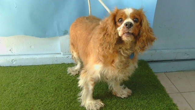 Eli, a Spaniel, available for adoption