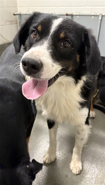 A035066, a Australian Shepherd (mix breed), available for adoption
