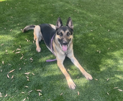 Sonic, a German Shepherd, available for adoption
