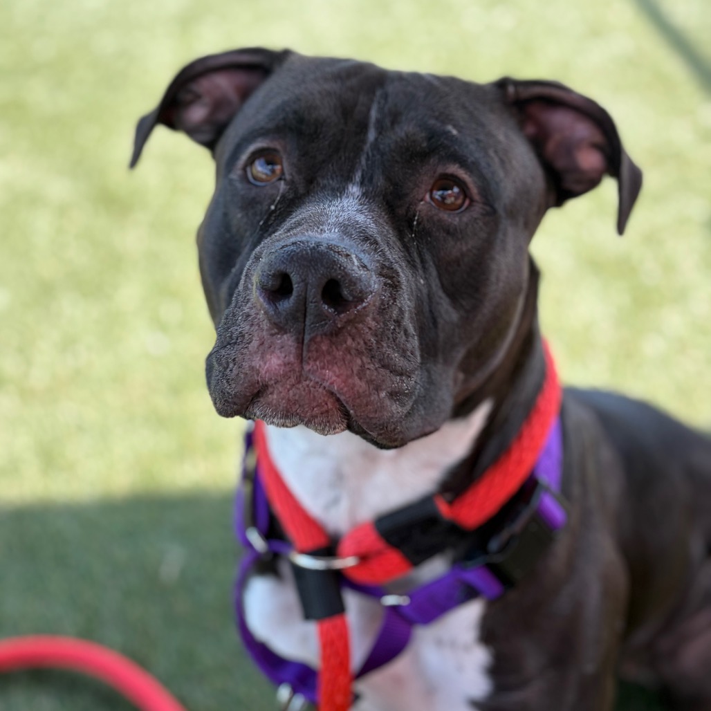 Oreo Blizzard, a Pit Bull Terrier (mix breed), available for adoption